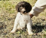 Puppy Leonard Poodle (Standard)