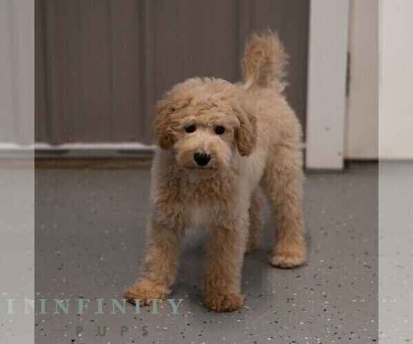 Medium Photo #4 Poochon Puppy For Sale in MIFFLINBURG, PA, USA