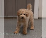 Small #3 Poochon