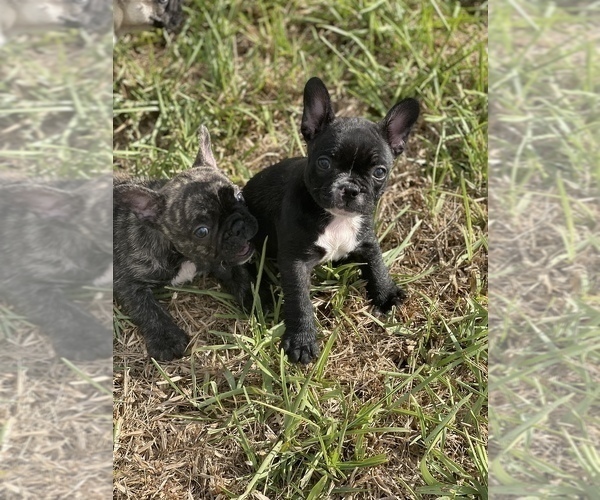 Medium Photo #4 French Bulldog Puppy For Sale in MCALLEN, TX, USA