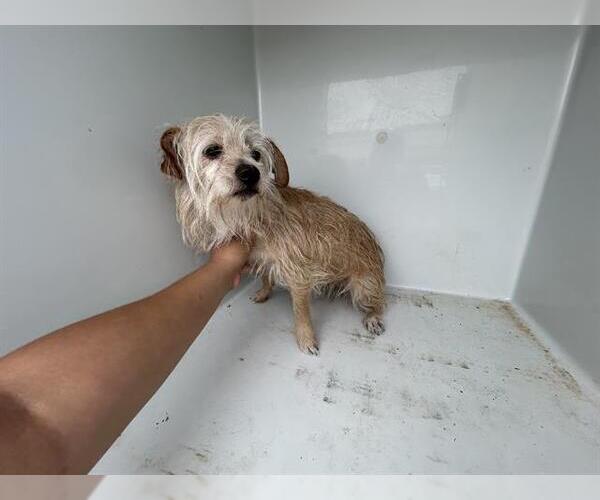 Medium Photo #1 Border Terrier Puppy For Sale in Houston, TX, USA