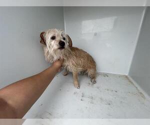 Border Terrier Dogs for adoption in Houston, TX, USA