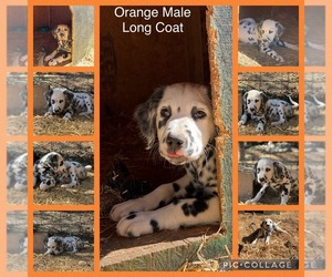 Dalmatian Puppy for sale in SHELL KNOB, MO, USA