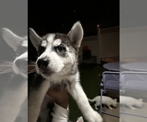 Siberian Husky Puppy for sale in SPRING VALLEY, CA, USA