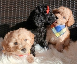 Maltipoo Puppy for sale in HARRISON, MI, USA