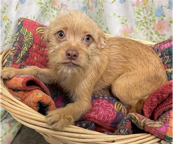Medium Photo #1 Border Terrier-Unknown Mix Puppy For Sale in Rosenberg, TX, USA
