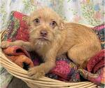 BRAD - Male Border Terrier-Unknown Mix Dog for Adoption - Small photo