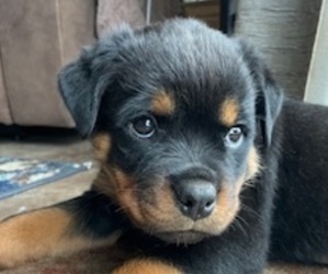 Rottweiler Puppy for sale in CAVE JUNCTION, OR, USA