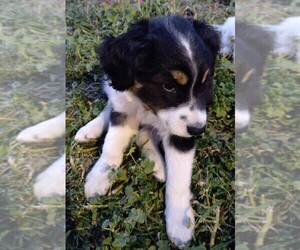 Border Collie-Cocker Spaniel Mix Puppy for sale in INCHELIUM, WA, USA