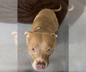 American Pit Bull Terrier Dogs for adoption in Glen Allen, VA, USA