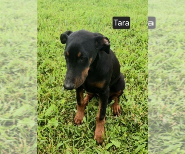 Medium Photo #5 Doberman Pinscher Puppy For Sale in POMEROY, OH, USA
