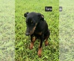 Small #4 Doberman Pinscher