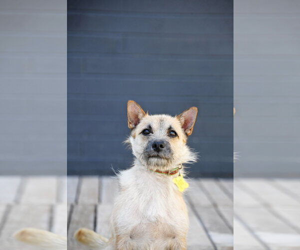 Medium Photo #3 Cairn Terrier Puppy For Sale in Sandy, UT, USA