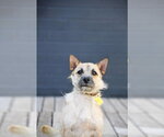 Small #2 Cairn Terrier