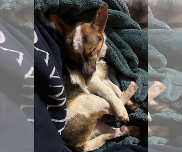 Medium Photo #4 Mutt Puppy For Sale in Rochester, NY, USA