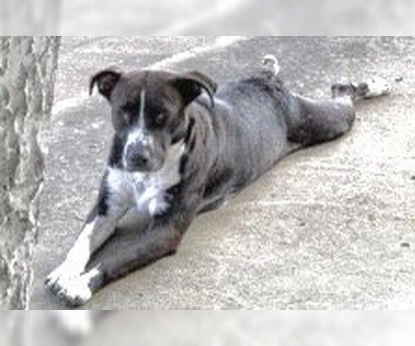 Medium Photo #1 Mutt Puppy For Sale in Houston, TX, USA