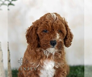 Poodle (Miniature) Puppy for sale in MILL HALL, PA, USA