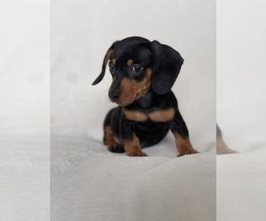 Dachshund Puppy for sale in SAN DIEGO, CA, USA