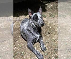 Mutt Dogs for adoption in San Antonio, TX, USA