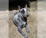 Small Mutt