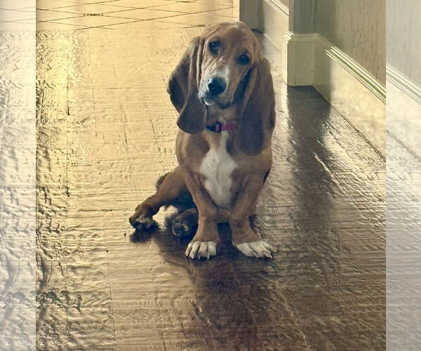 Medium Photo #1 Basset Hound Puppy For Sale in Carrollton, TX, USA