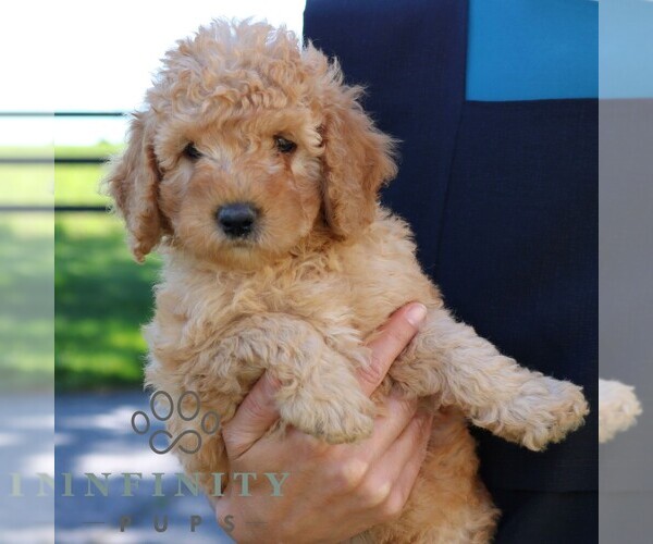 Medium Photo #3 Goldendoodle (Miniature) Puppy For Sale in EPHRATA, PA, USA