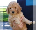 Small #2 Goldendoodle (Miniature)