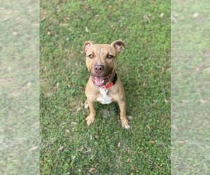 American Pit Bull Terrier-Unknown Mix Dogs for adoption in Texas City, TX, USA