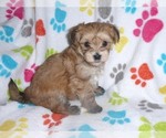 Small Photo #6 Morkie Puppy For Sale in ORO VALLEY, AZ, USA