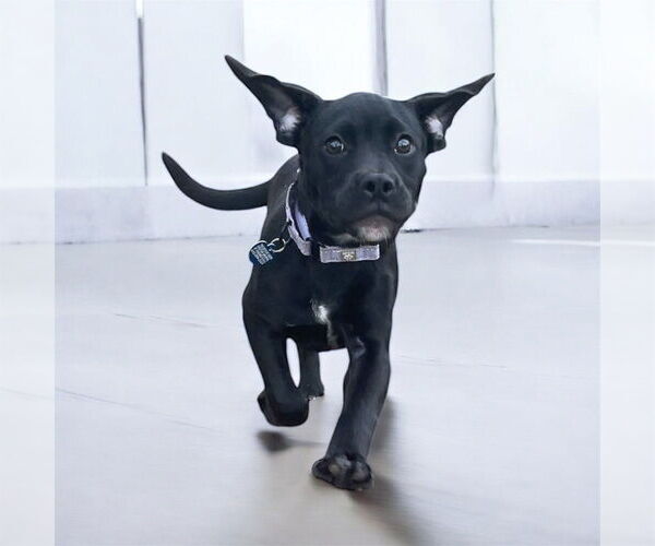 Medium Photo #9 American Pit Bull Terrier-Labrador Retriever Mix Puppy For Sale in Plymouth, MN, USA