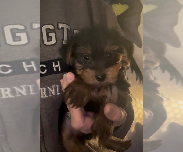 Medium Photo #1 Yorkshire Terrier Puppy For Sale in VIRGINIA BEACH, VA, USA