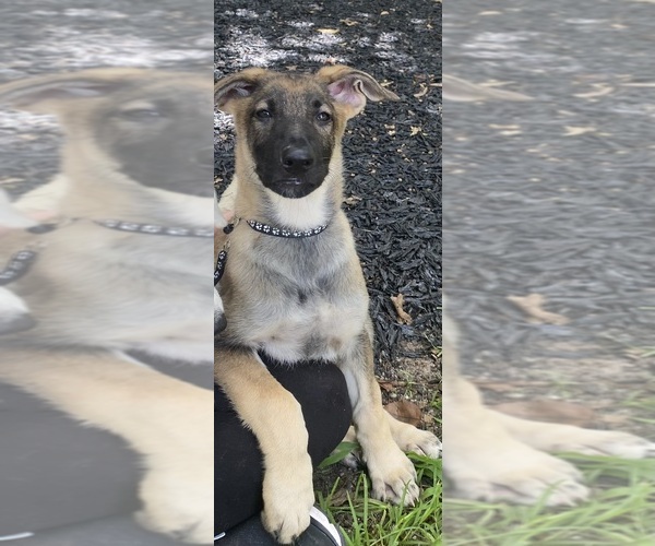 Medium Photo #1 German Shepherd Dog Puppy For Sale in GRIFFIN, GA, USA