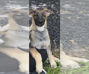 German Shepherd Dog Puppy for sale in GRIFFIN, GA, USA