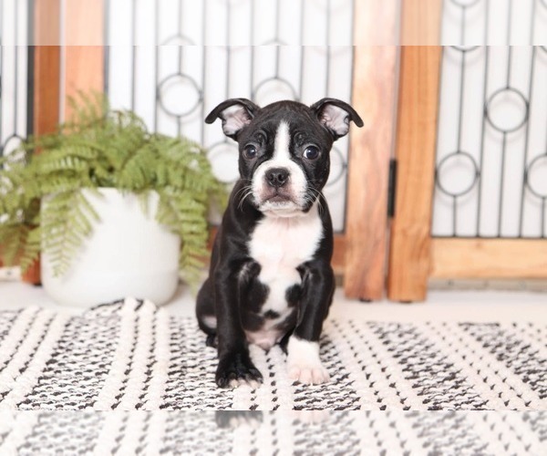 Medium Photo #3 Boston Terrier Puppy For Sale in NAPLES, FL, USA