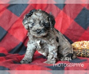 Cockapoo Puppy for sale in LIBERTY, KY, USA