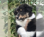 Small Photo #1 Shetland Sheepdog Puppy For Sale in CERES, CA, USA