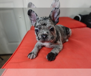 French Bulldog Dog for Adoption in FRESNO, California USA