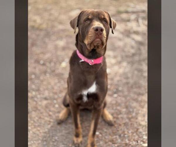 Medium Photo #1 Labrottie Puppy For Sale in Conroe, TX, USA