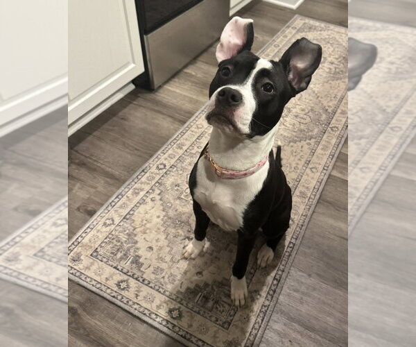 Medium Photo #7 Mutt Puppy For Sale in Raleigh, NC, USA