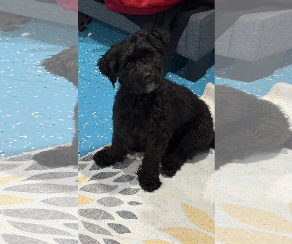 Medium Photo #1 Maltipoo (Miniature) Puppy For Sale in Plainfield, IL, USA