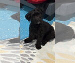 Small Maltipoo (Miniature)
