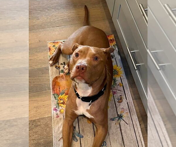 Medium Photo #3 American Pit Bull Terrier Puppy For Sale in Matawan, NJ, USA