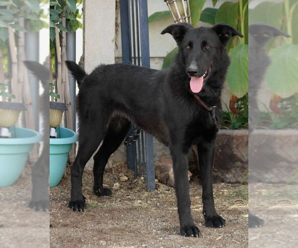 Medium Photo #3 Border Collie-Unknown Mix Puppy For Sale in Lake Forest, CA, USA