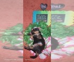 Small Photo #105 Yorkshire Terrier Puppy For Sale in AKRON, OH, USA