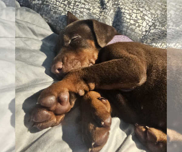 Medium Photo #50 Doberman Pinscher Puppy For Sale in FORT LAUDERDALE, FL, USA
