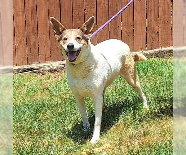 Medium Photo #2 Mutt Puppy For Sale in Wetumpka, AL, USA