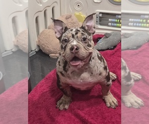 American Bully Puppy for sale in NORTH PORT, FL, USA