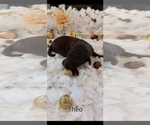 Small Photo #10 Poodle (Standard) Puppy For Sale in RISING SUN, MD, USA