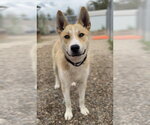 Small Siberian Husky Mix