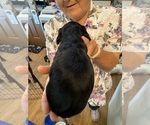 Small #1 Dachshund